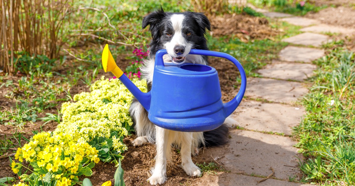 Keep Your Garden Safe for Your Pets This Spring